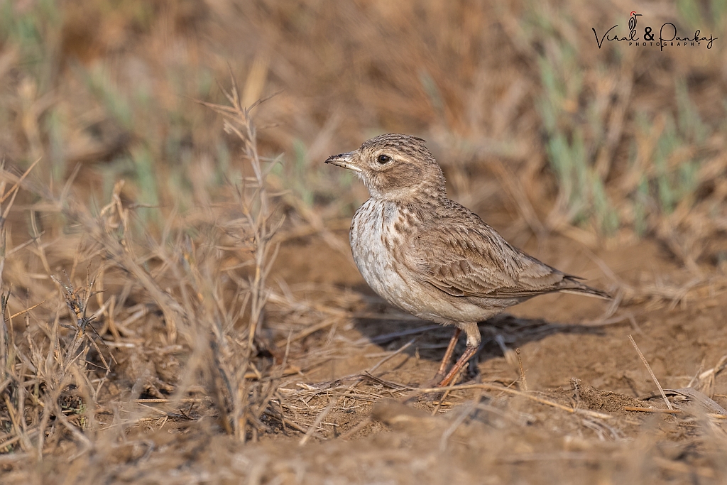 Sand Lark
