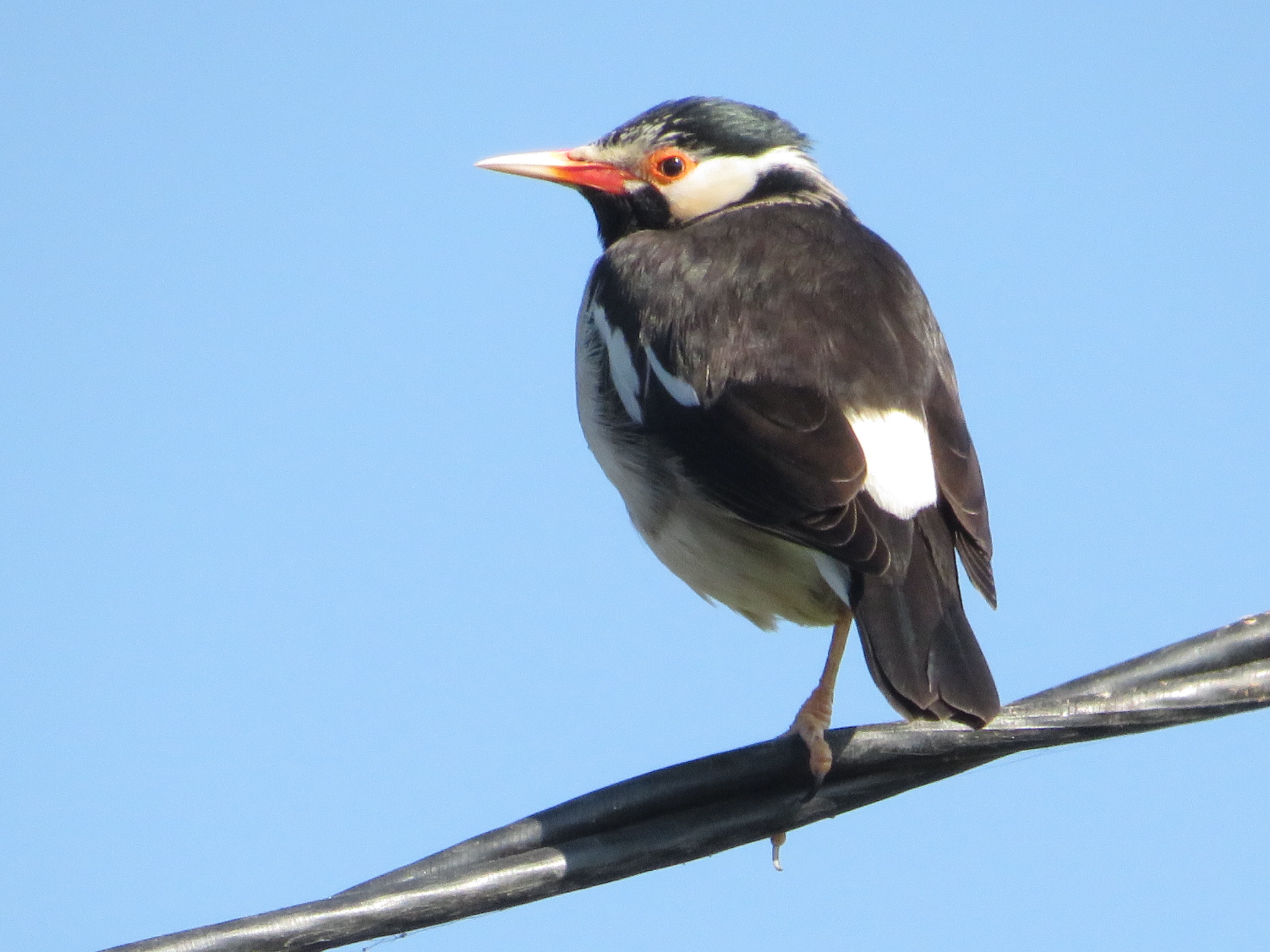 Asian Pied Starling