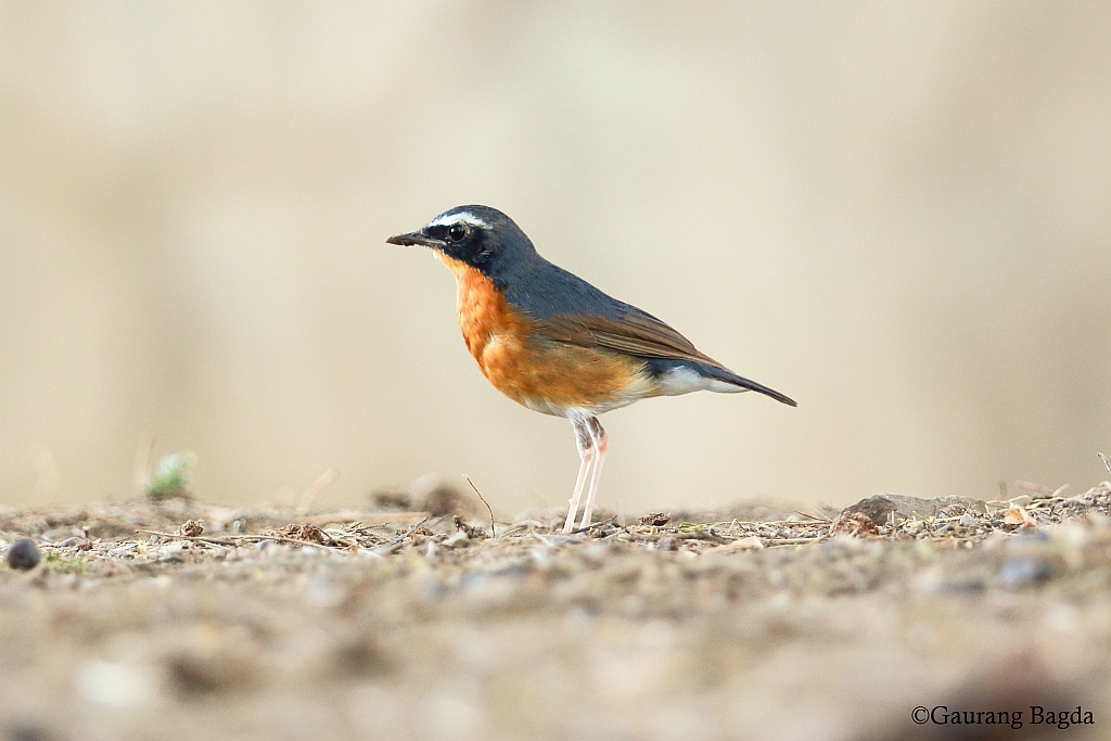 Indian Blue Robin