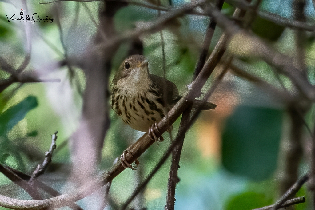 Puff-throated Babbler
