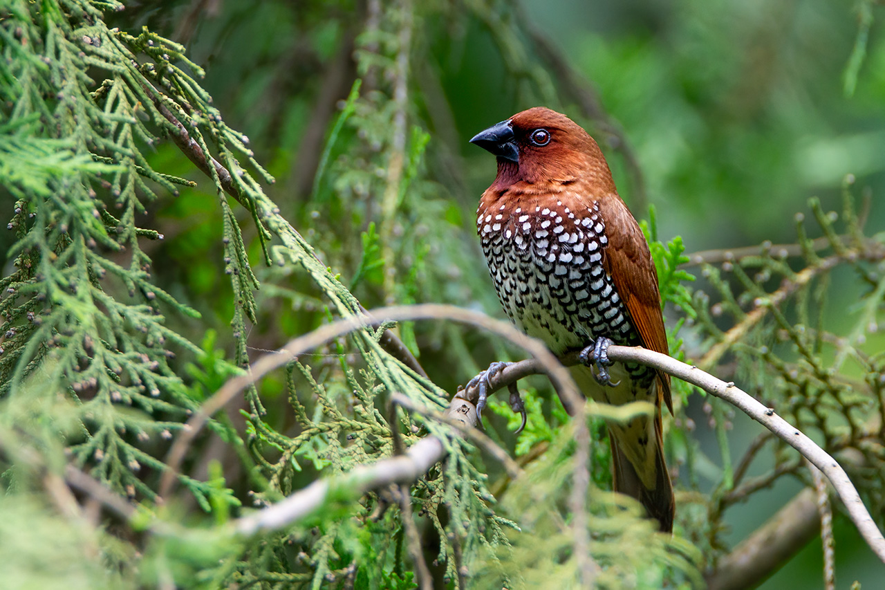 Scaly-breasted Munia