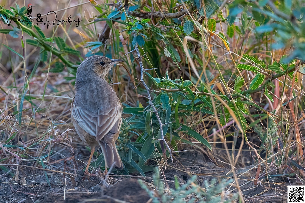 Long-billed Pipit