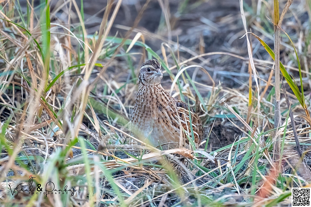 Common Quail