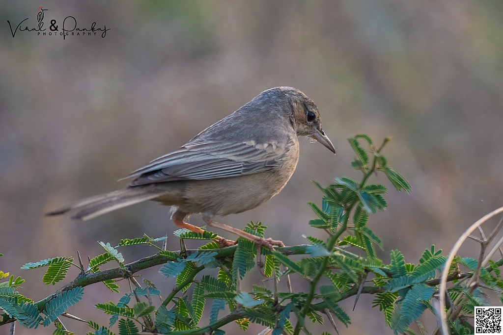 Long-billed Pipit