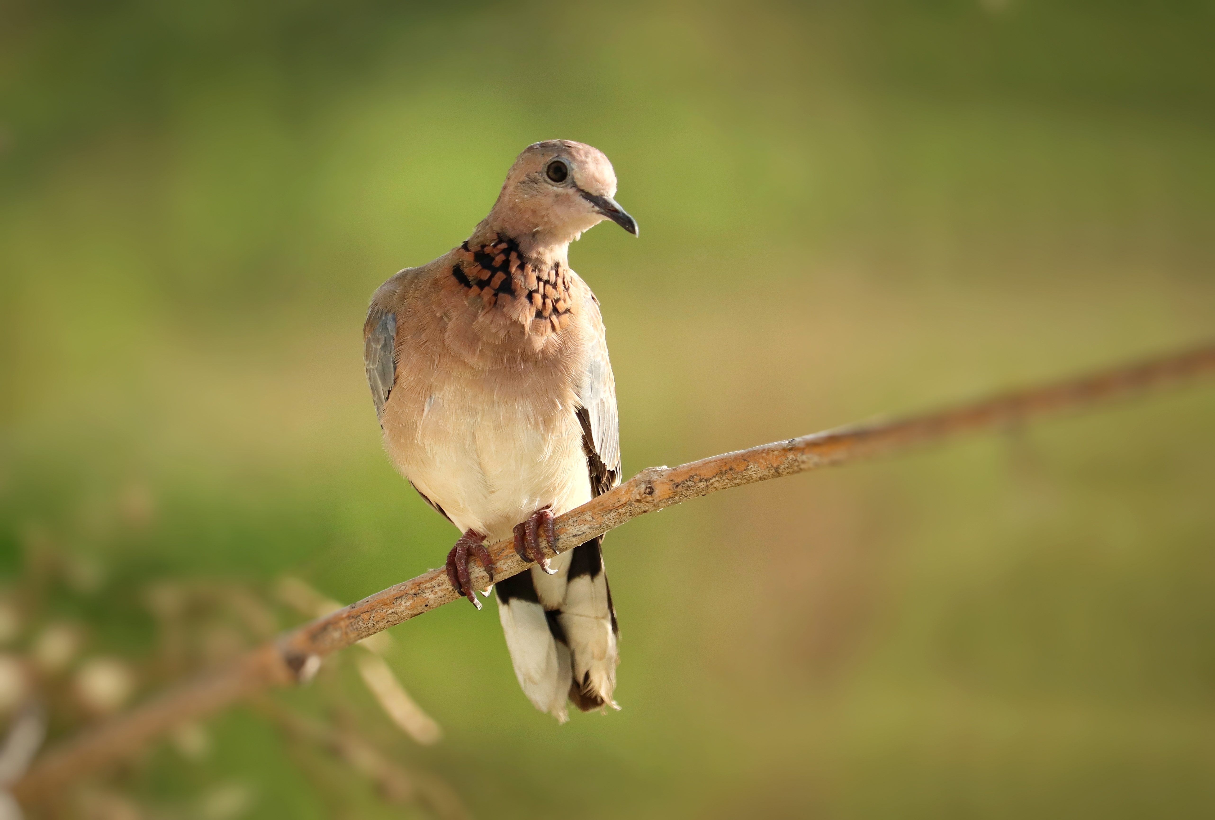 Laughing Dove