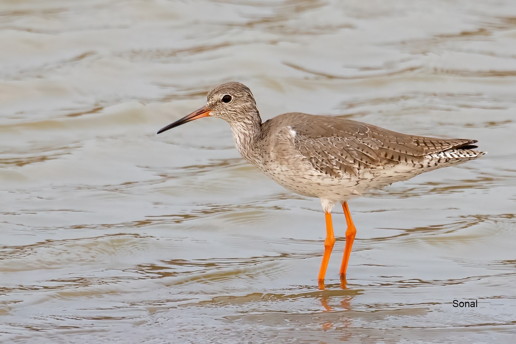 Common Redshank