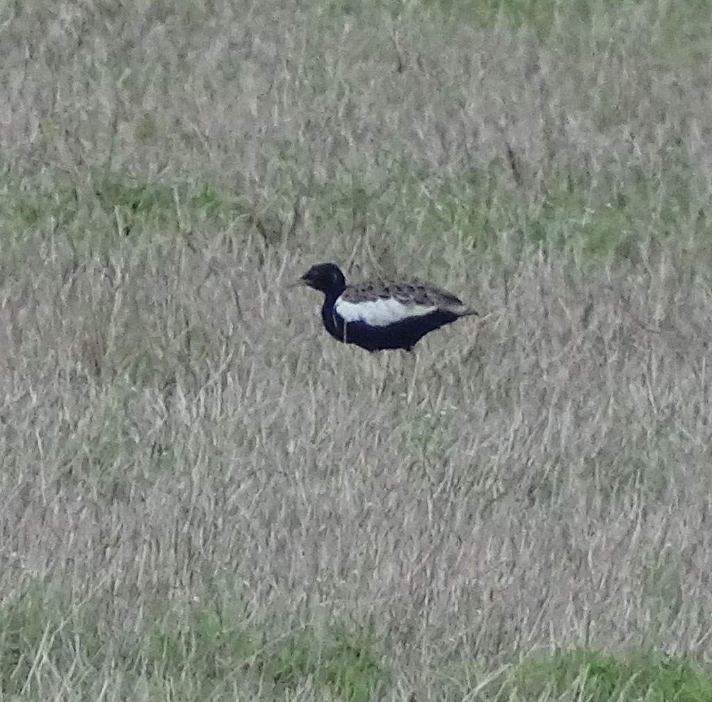 Lesser Florican