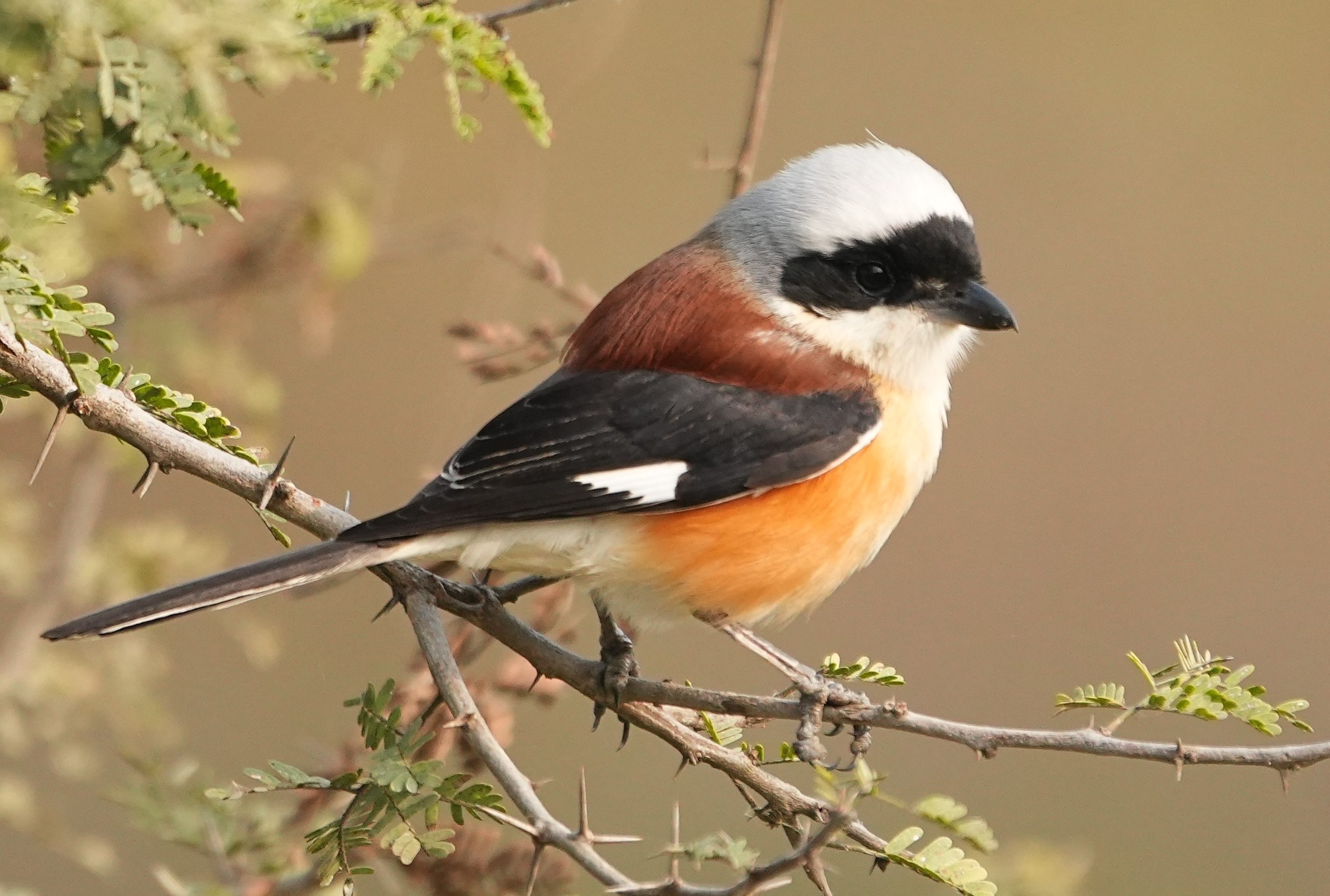 Bay Backed Shrike