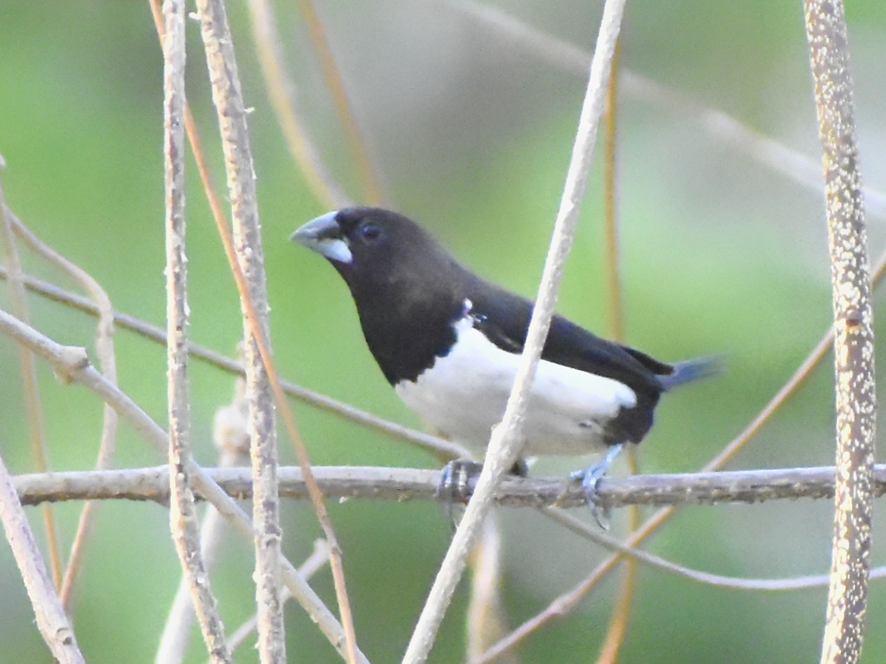 White-rumped Munia