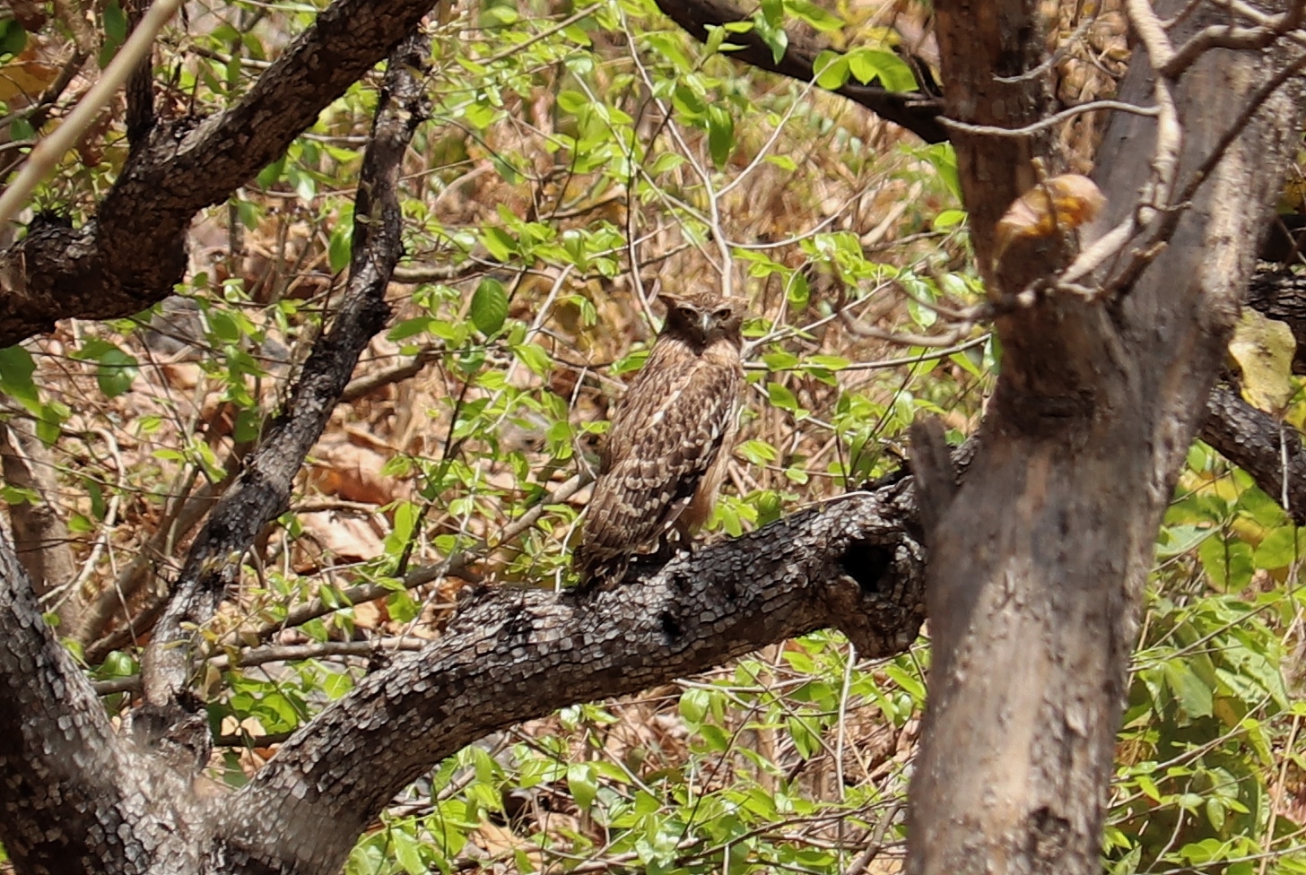 Brown Fish Owl