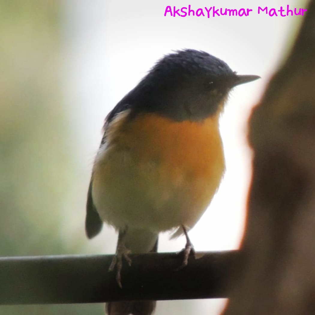 Tickell's Blue Flycatcher