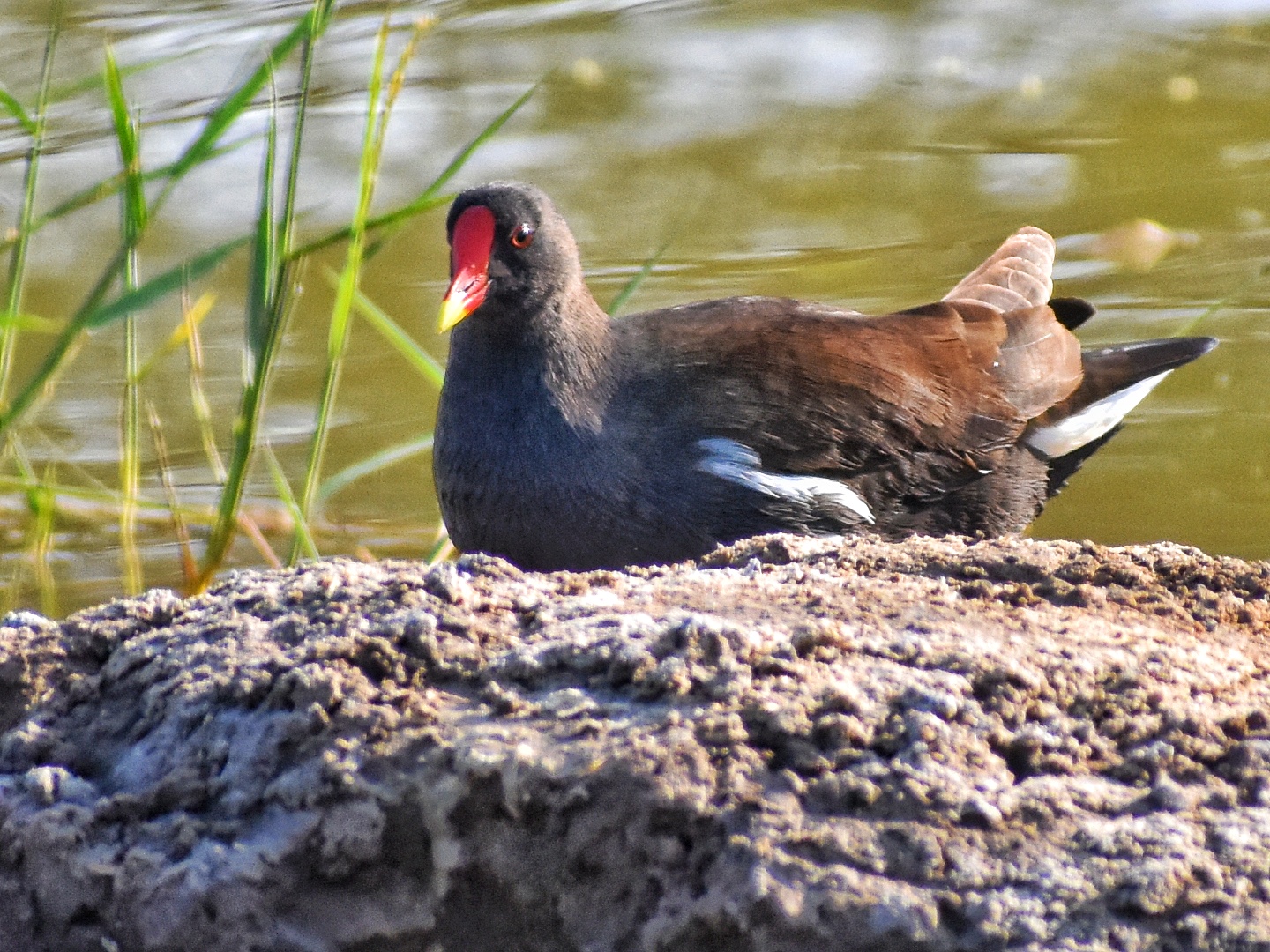 Common MoorHen