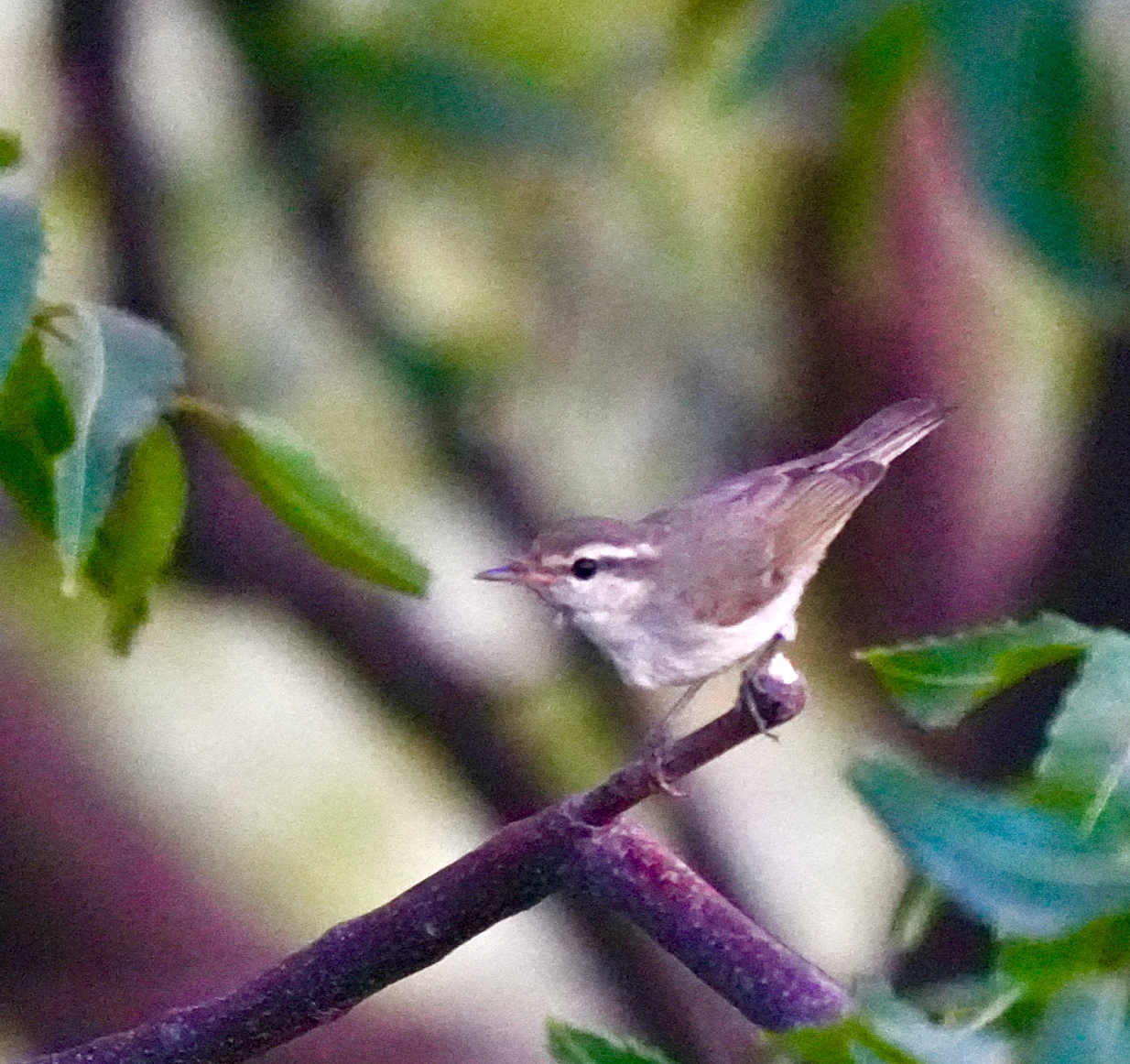 Large-billed Leaf Warbler 