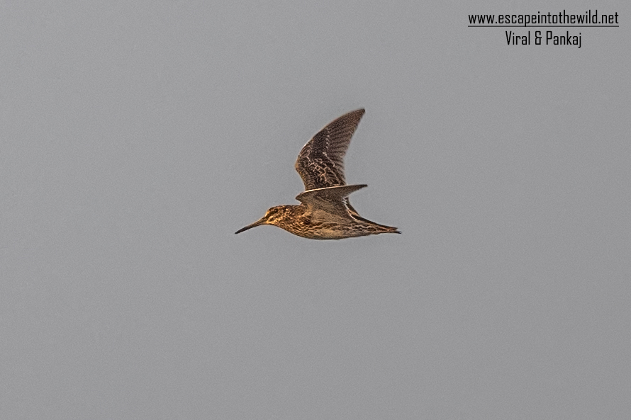 Jack Snipe