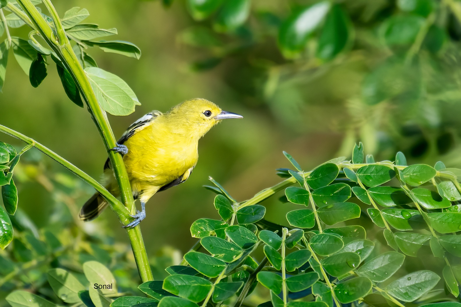 Common Iora