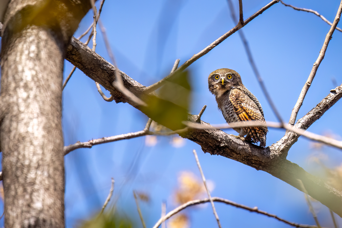 Jungle Owlet