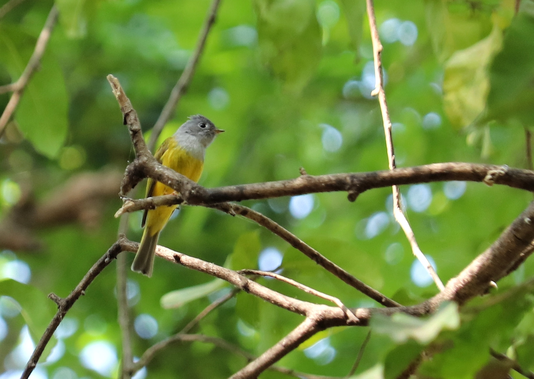 Grey-headed Canary Flycatcher