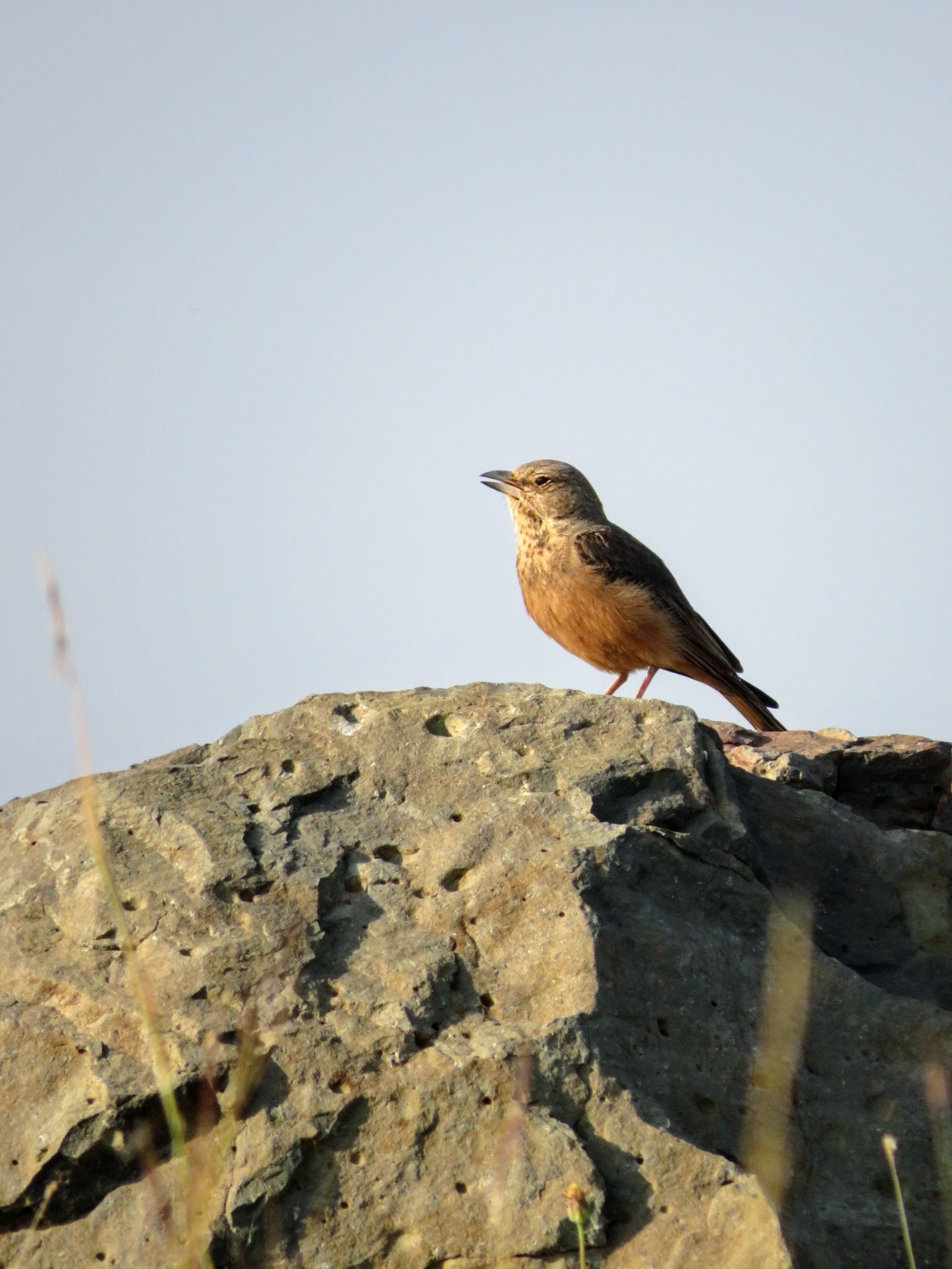 Rufous-tailed Lark