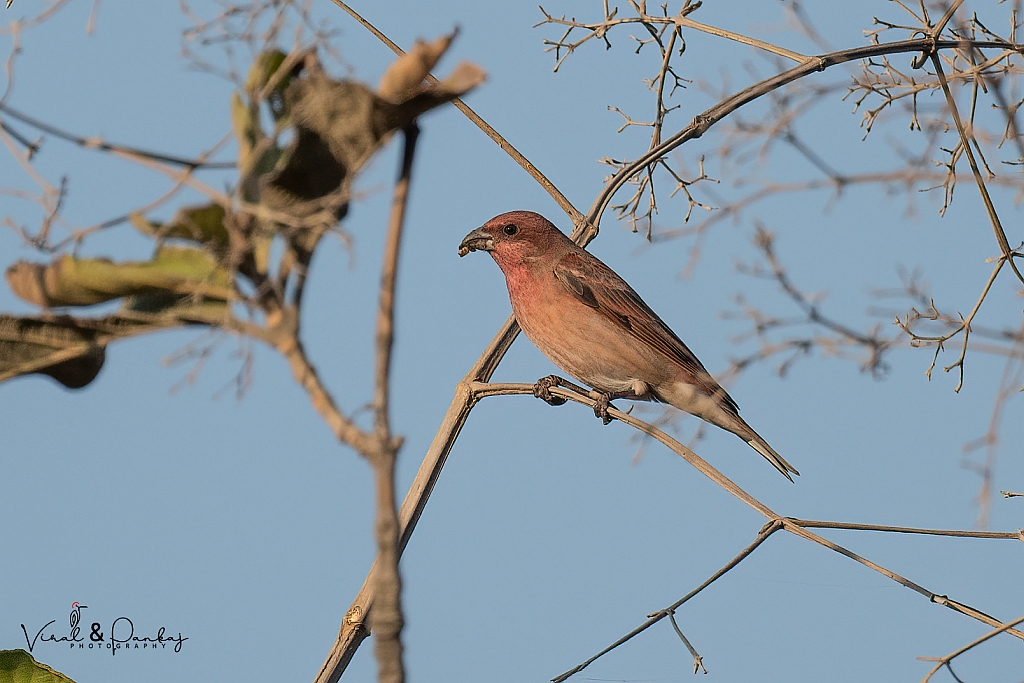 Common Rosefinch