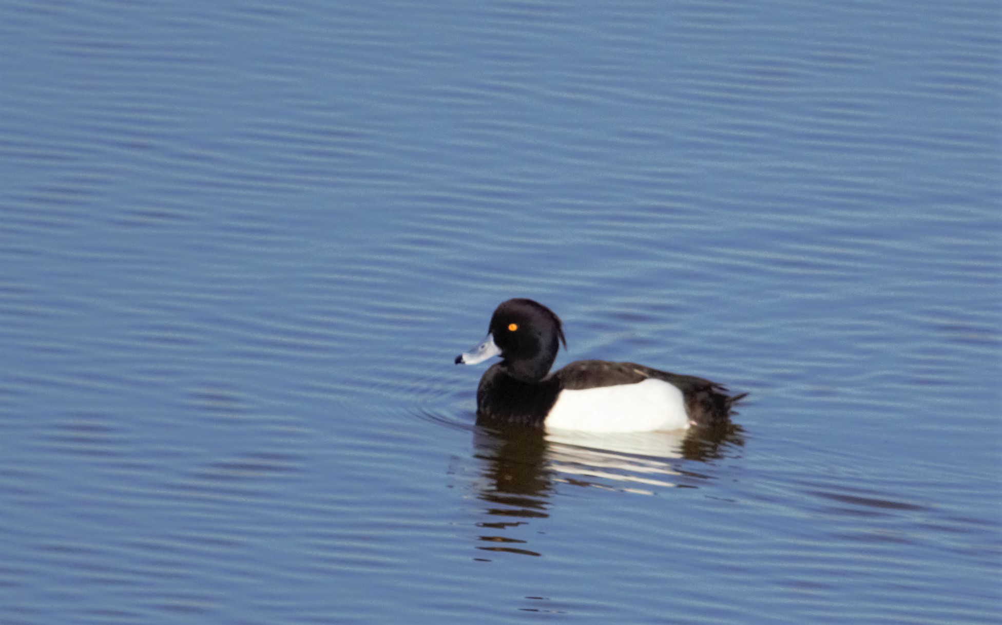Tufted Duck