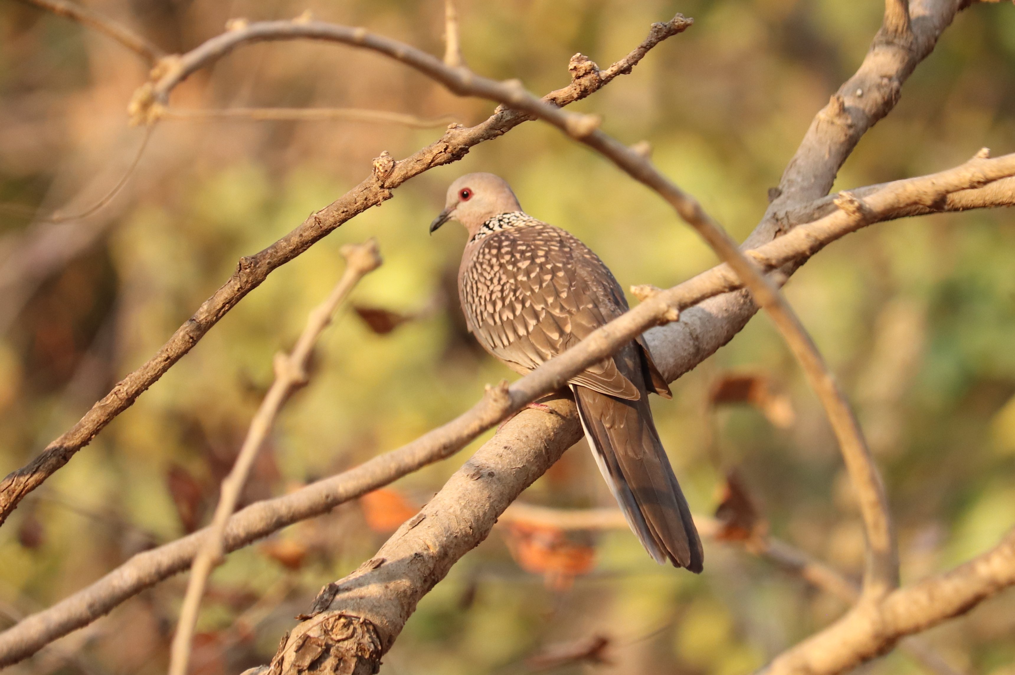 Spotted Dove