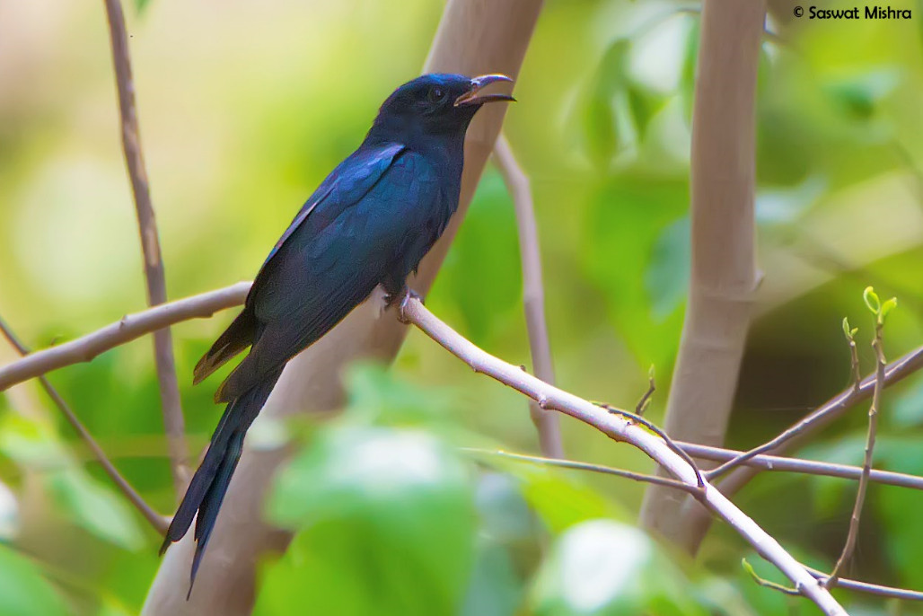 Asian Drongo Cuckoo 