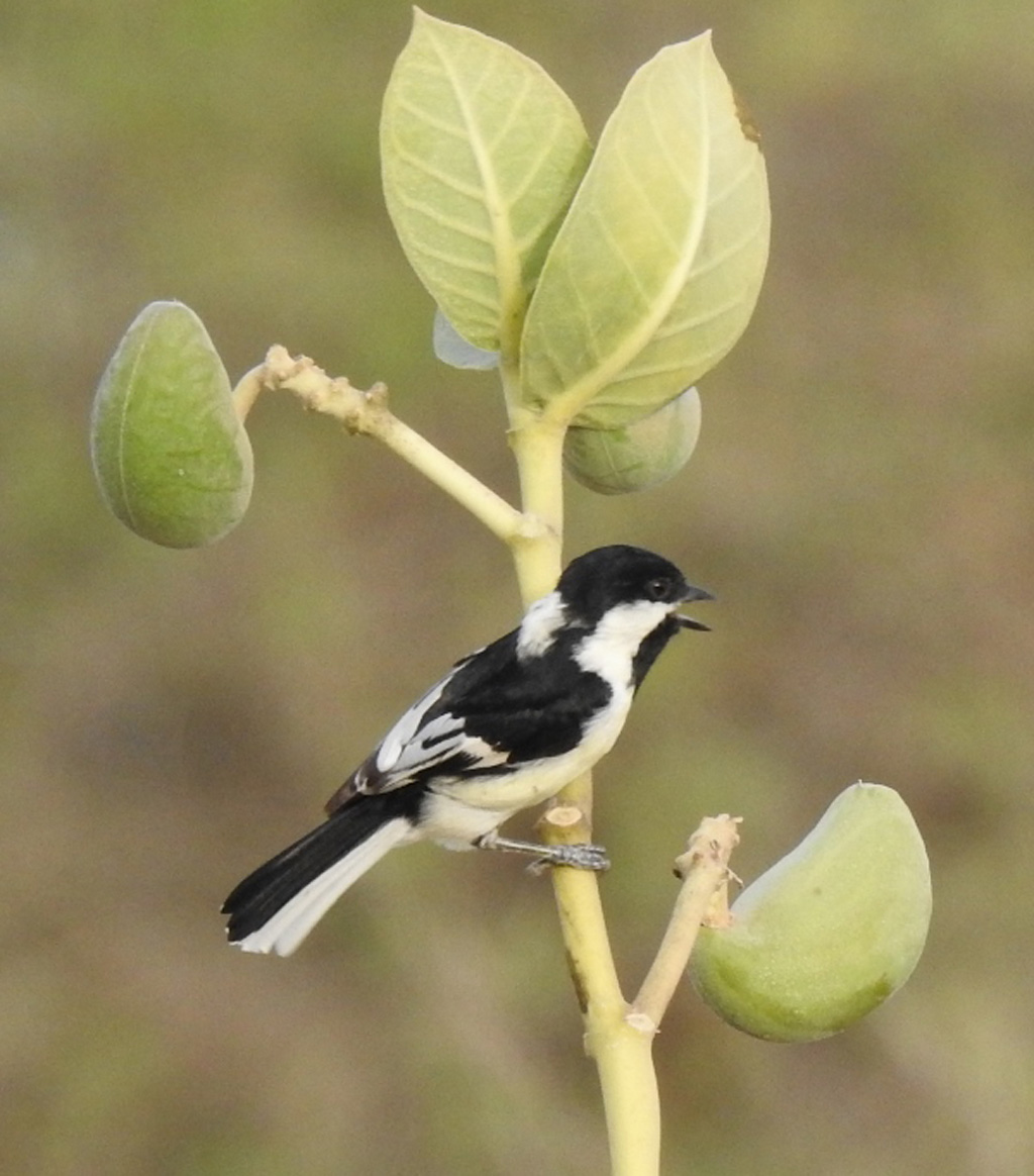 White-naped Tit