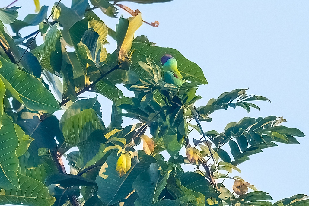Plum-headed Parakeet