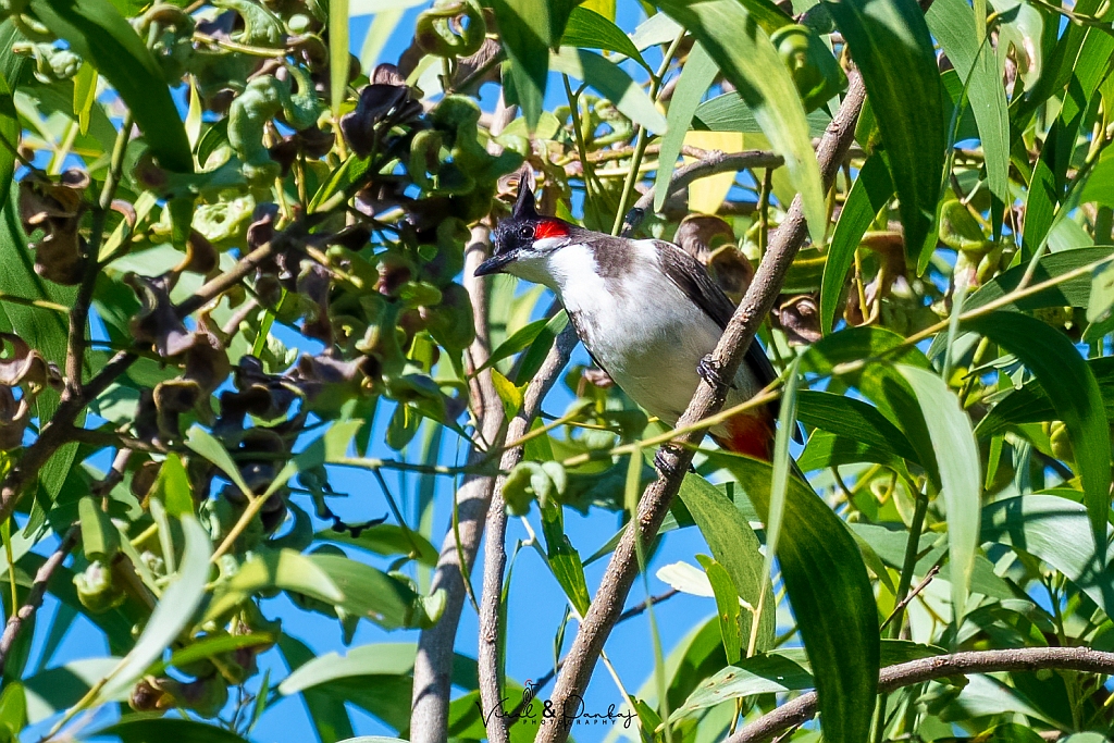 Red-whiskered Bulbul