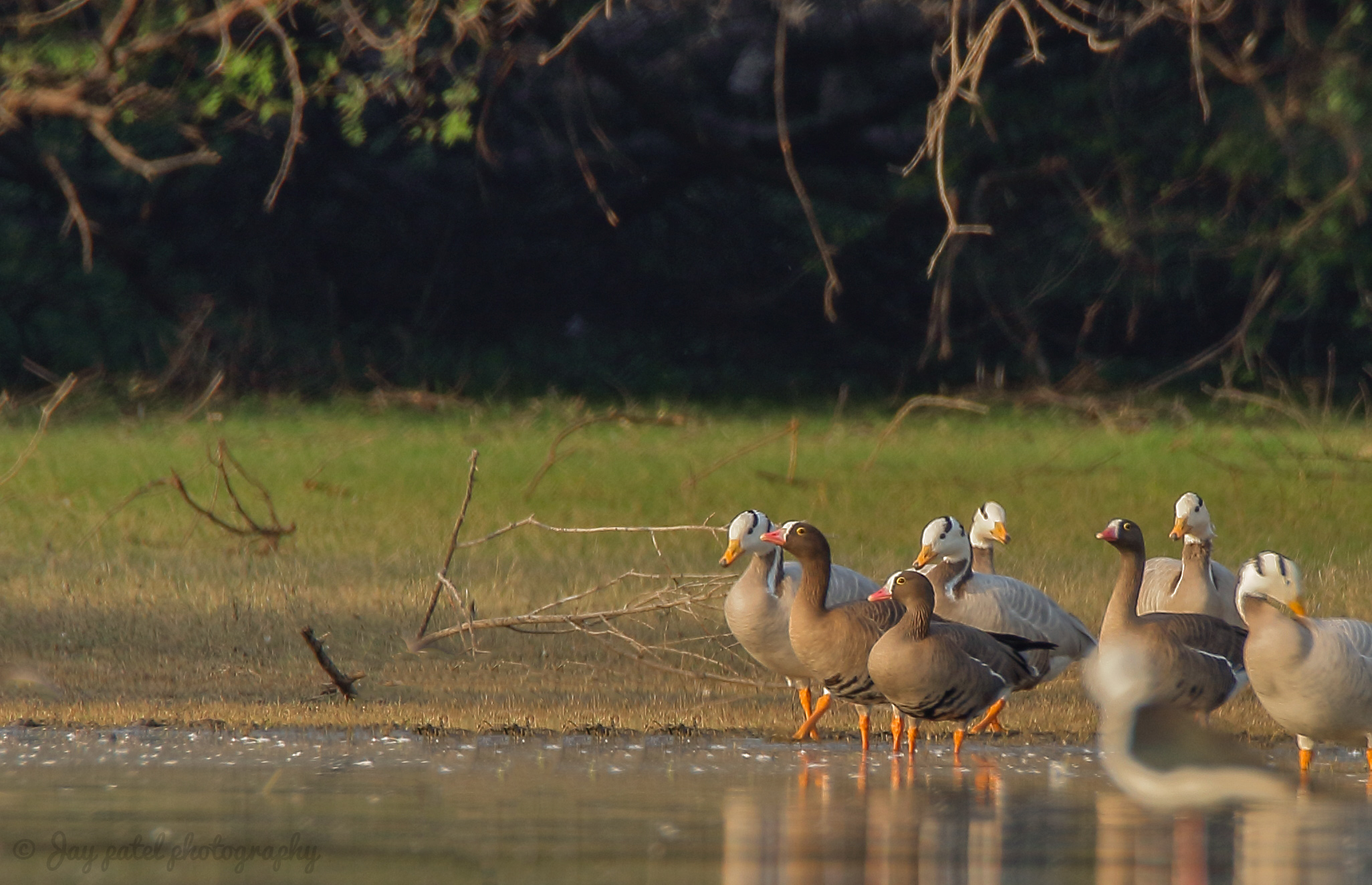 Lesser White-fronted Goose