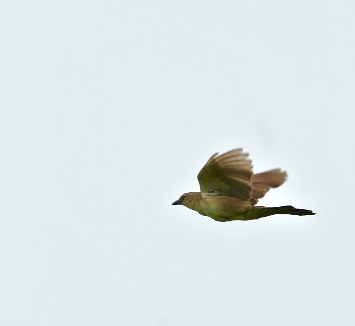 Bristled Grassbird