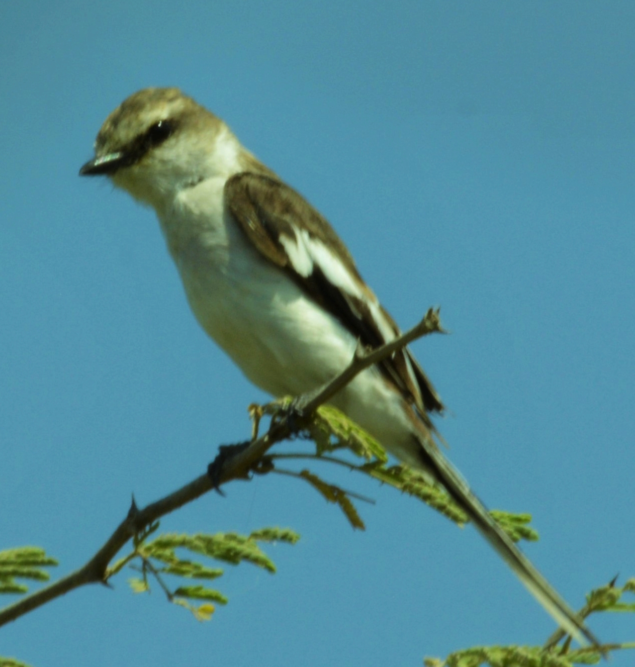 White-bellied Minivet