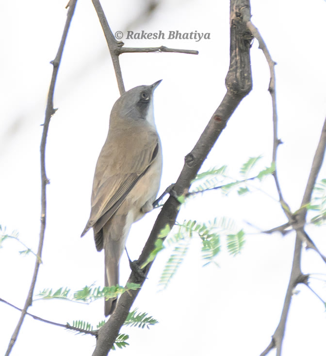 Lesser Whitethroat 