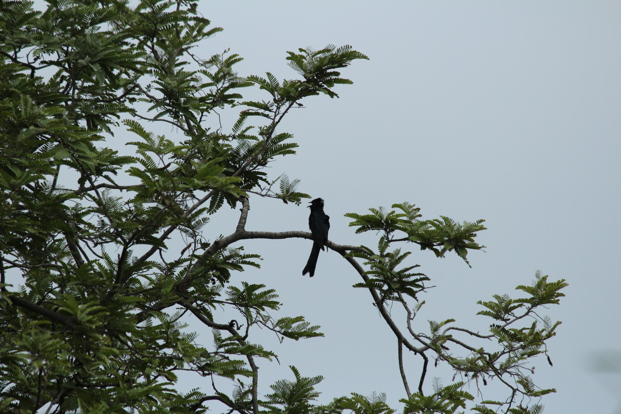 Asian Drongo Cuckoo 