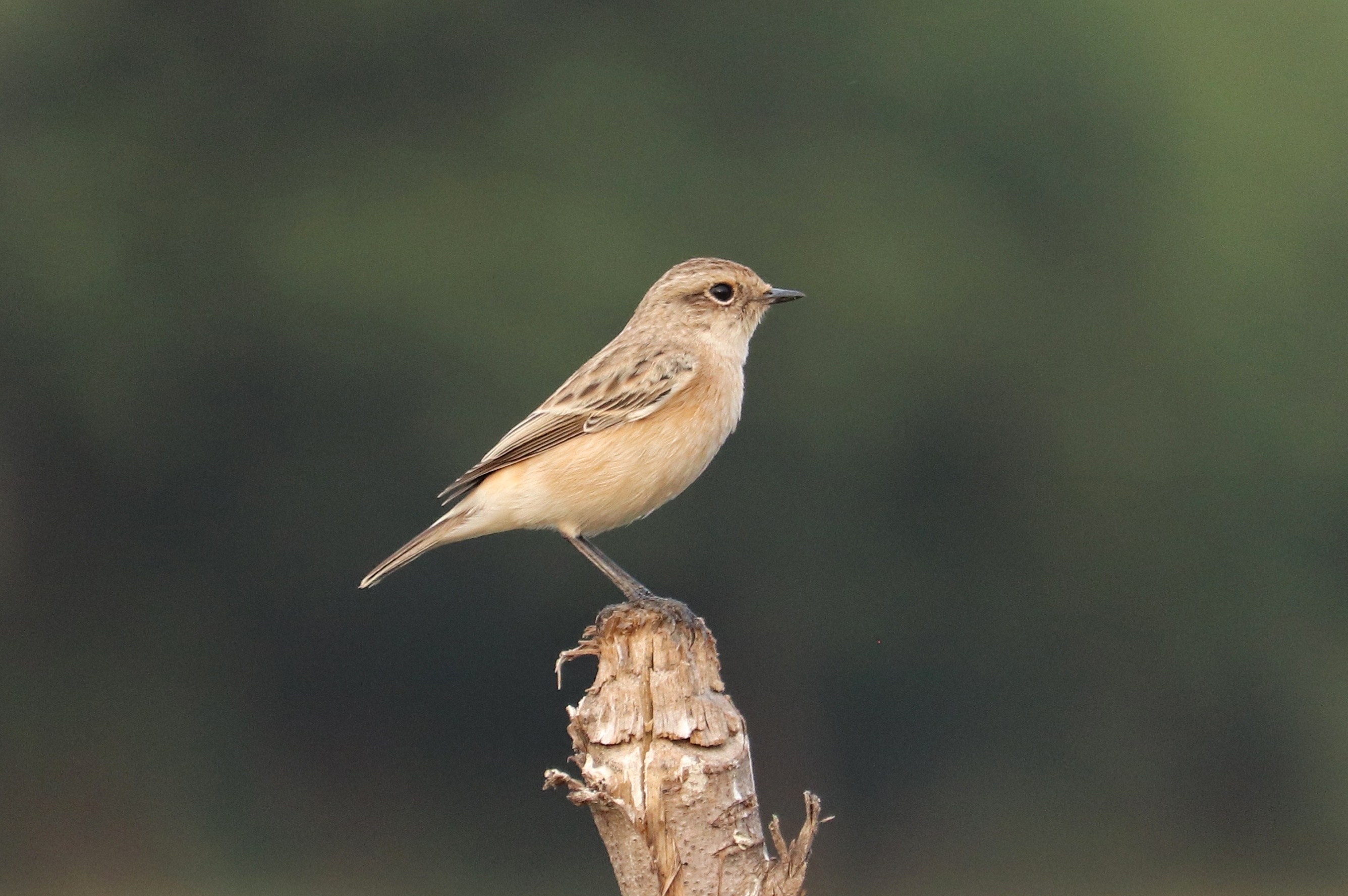 Isabelline Wheatear