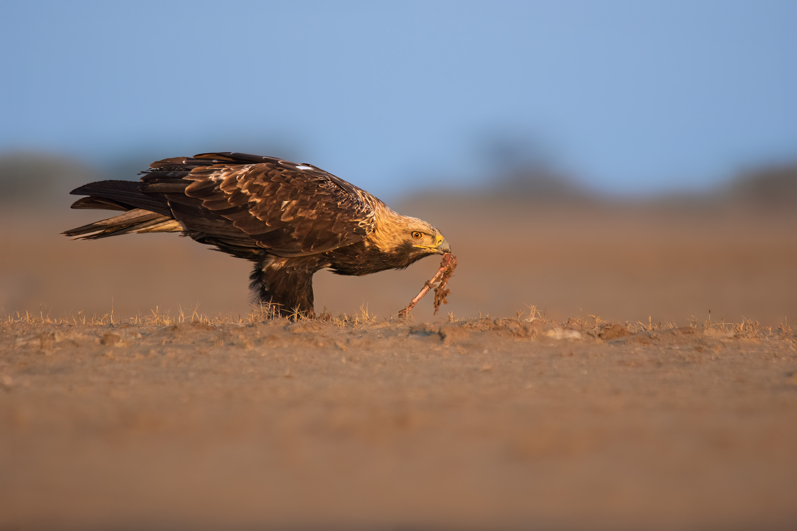Eastern Imperial Eagle