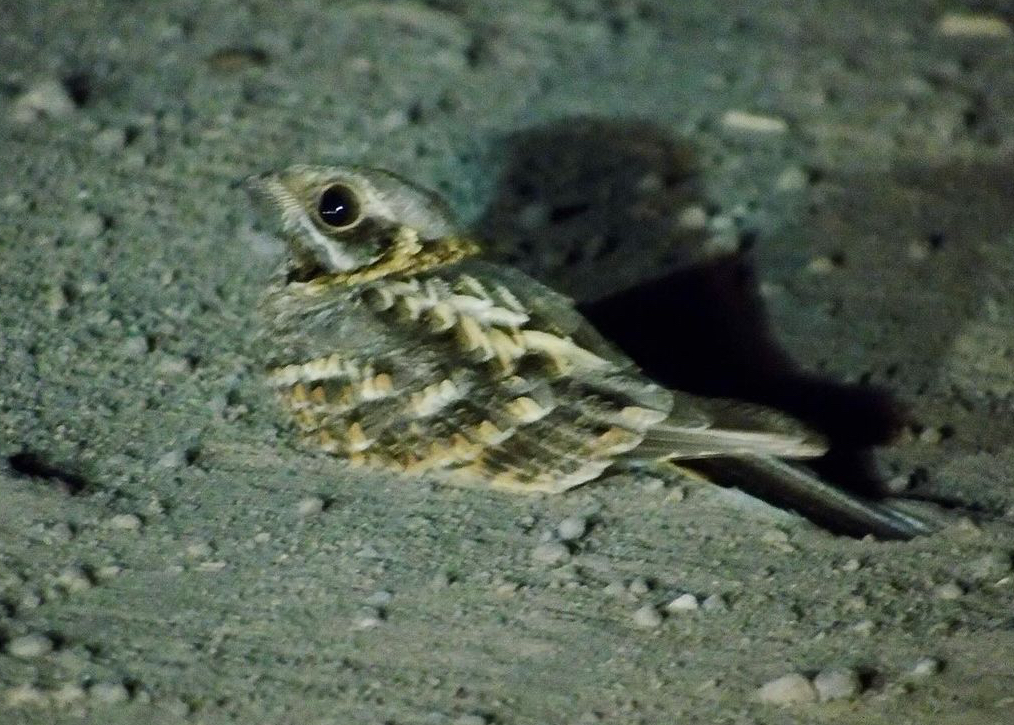 Indian Nightjar
