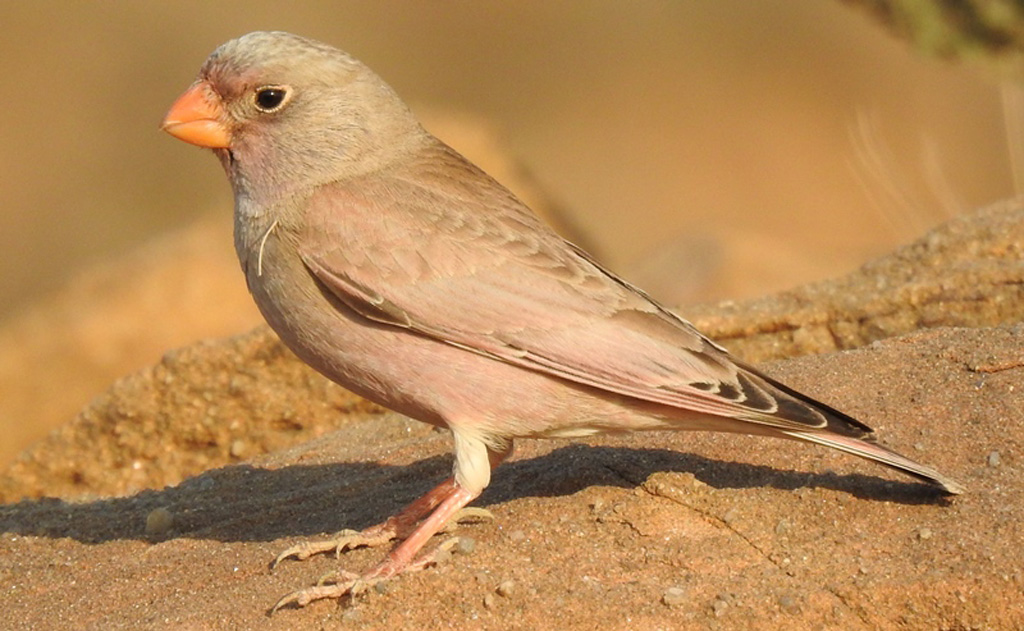Trumpeter Finch