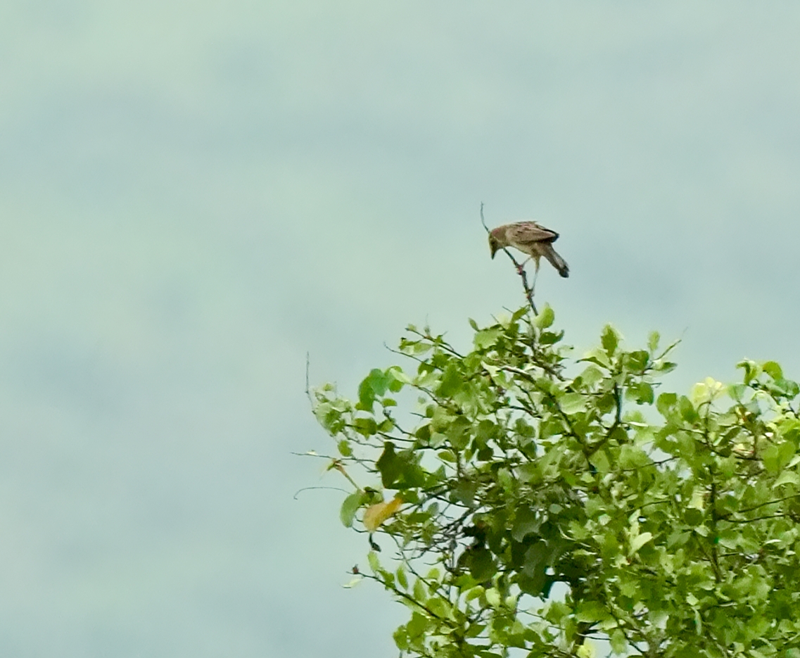 Bristled Grassbird