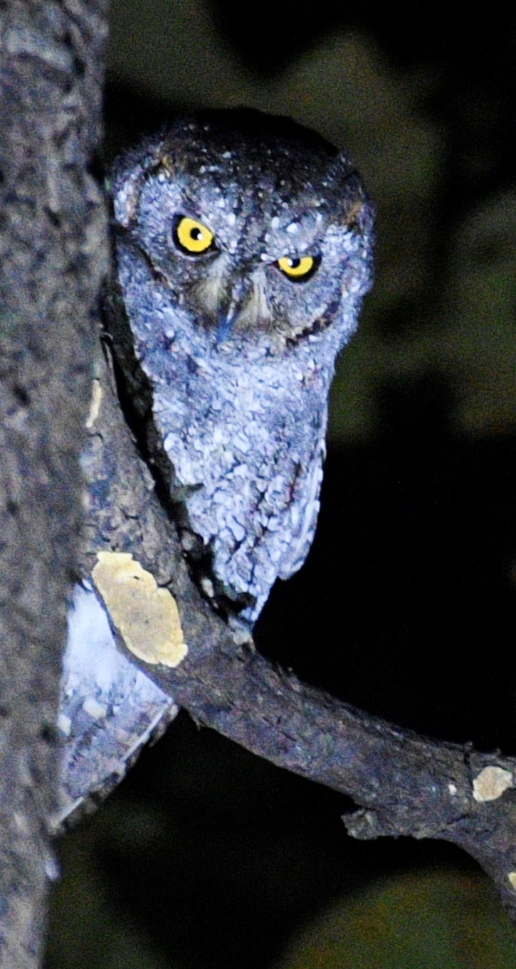 Oriental Scops Owl