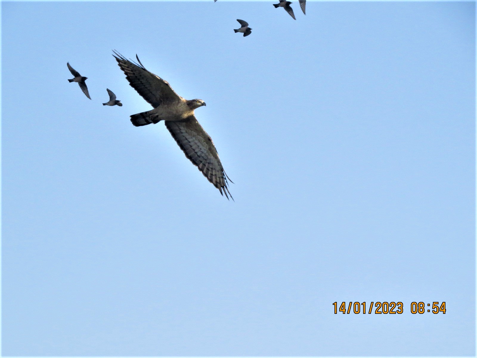Oriental Honey-buzzard