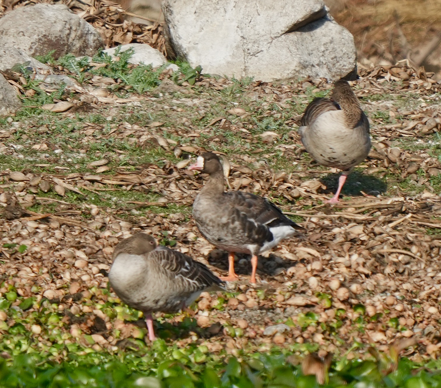 Greater White-fronted Goose 