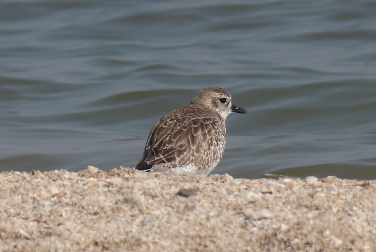 Grey Plover