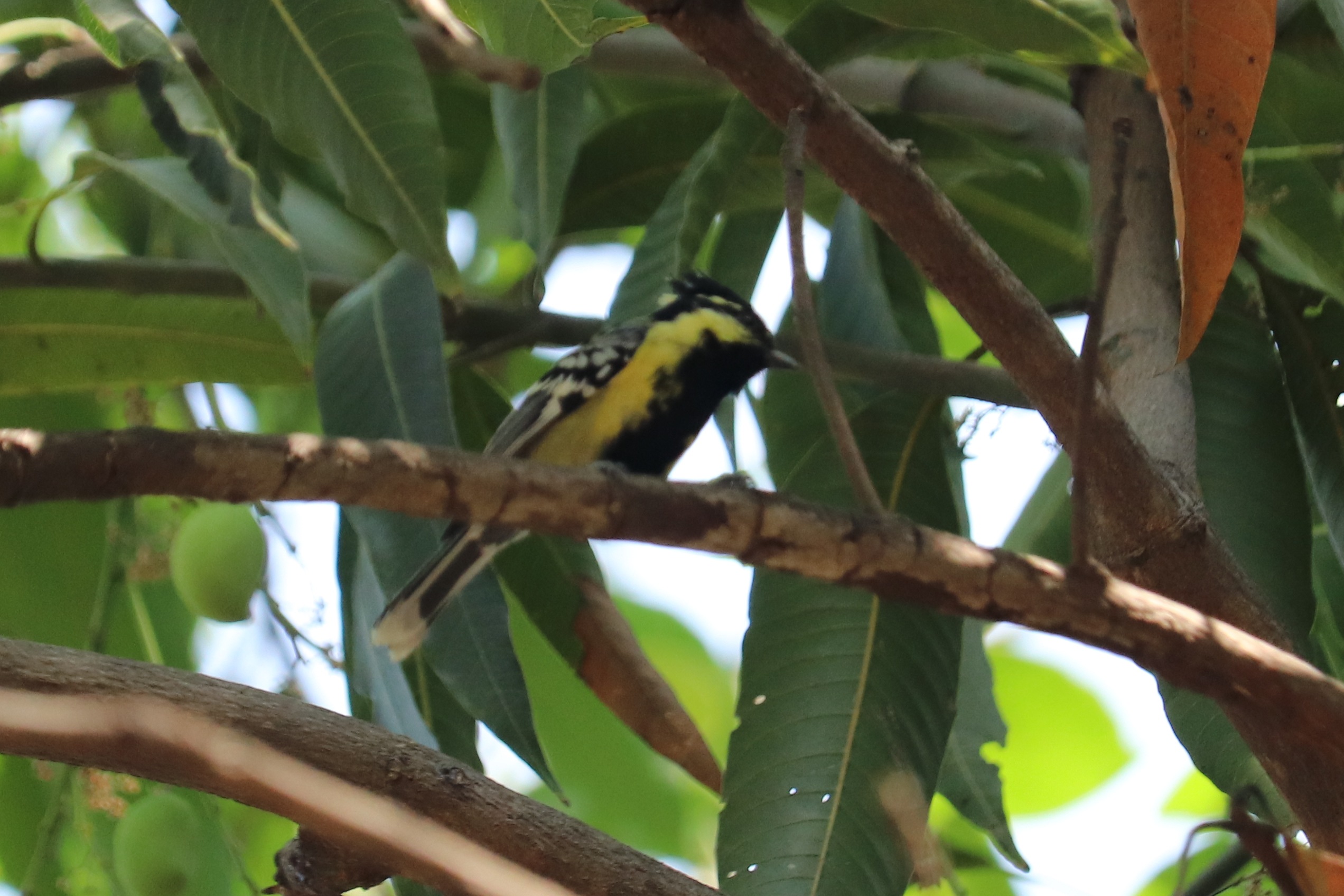 Black-lored Tit
