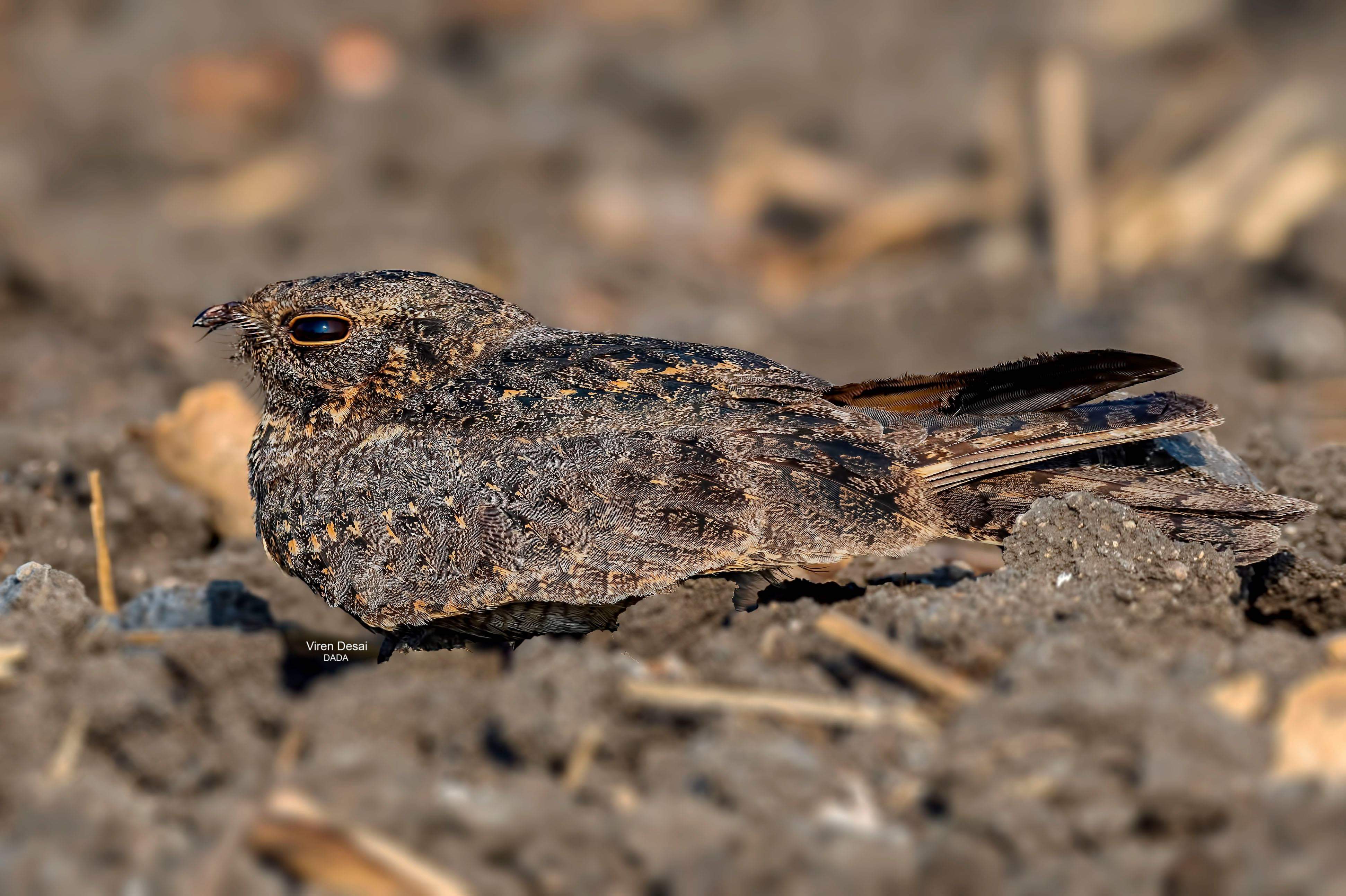 Savanna Nightjar