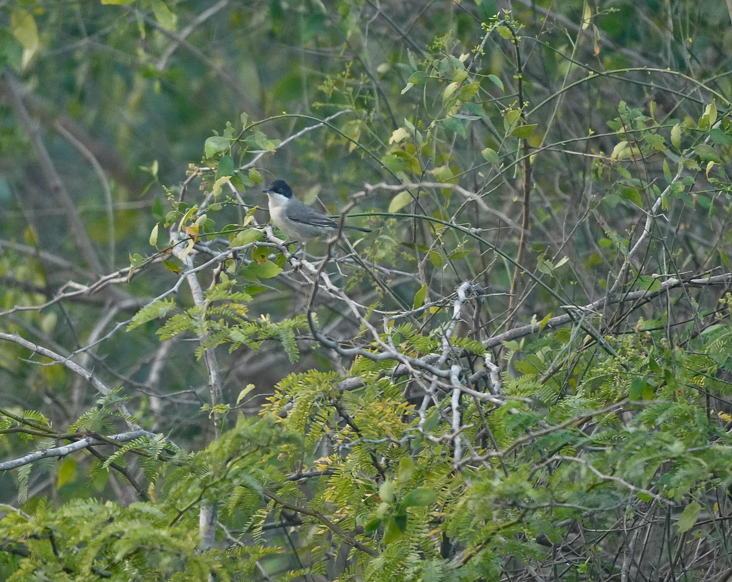 Orphean Warbler