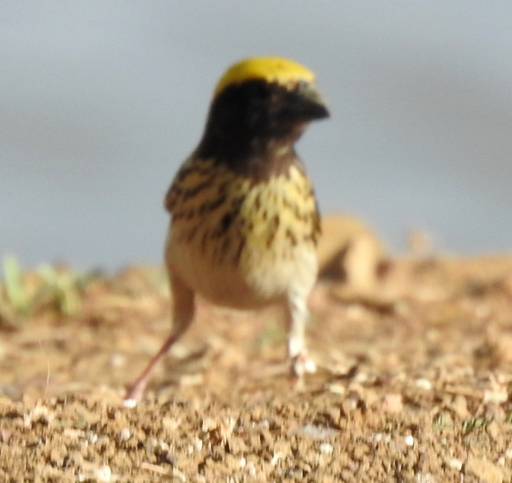 Streaked Weaver