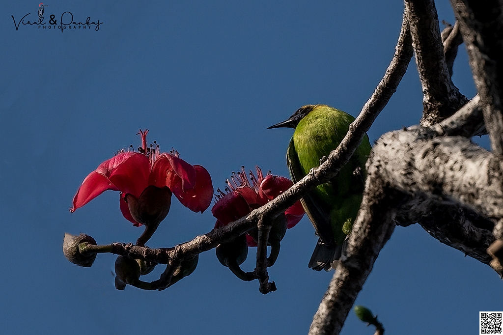 Jerdon's Leafbird