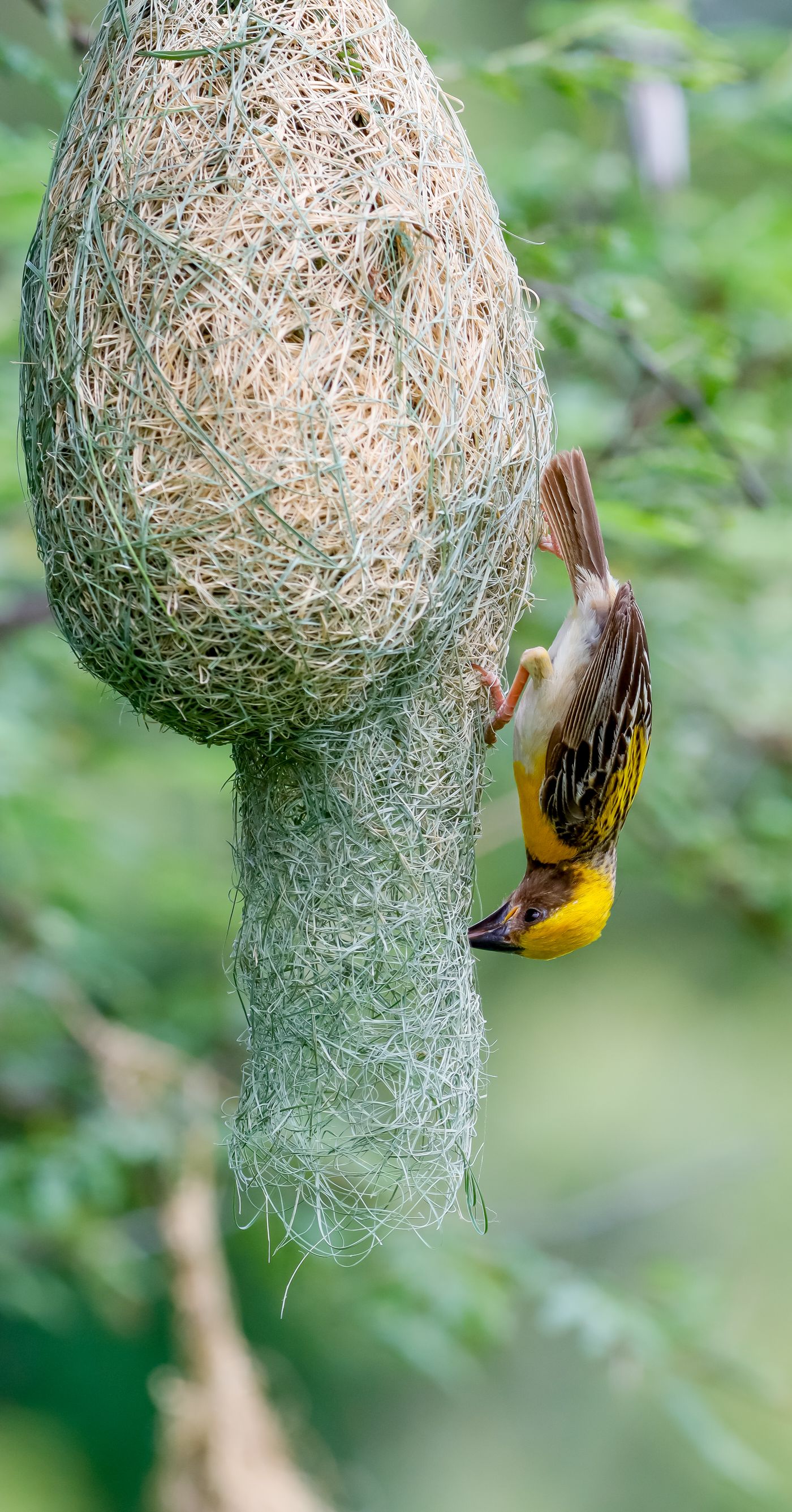 Baya Weaver
