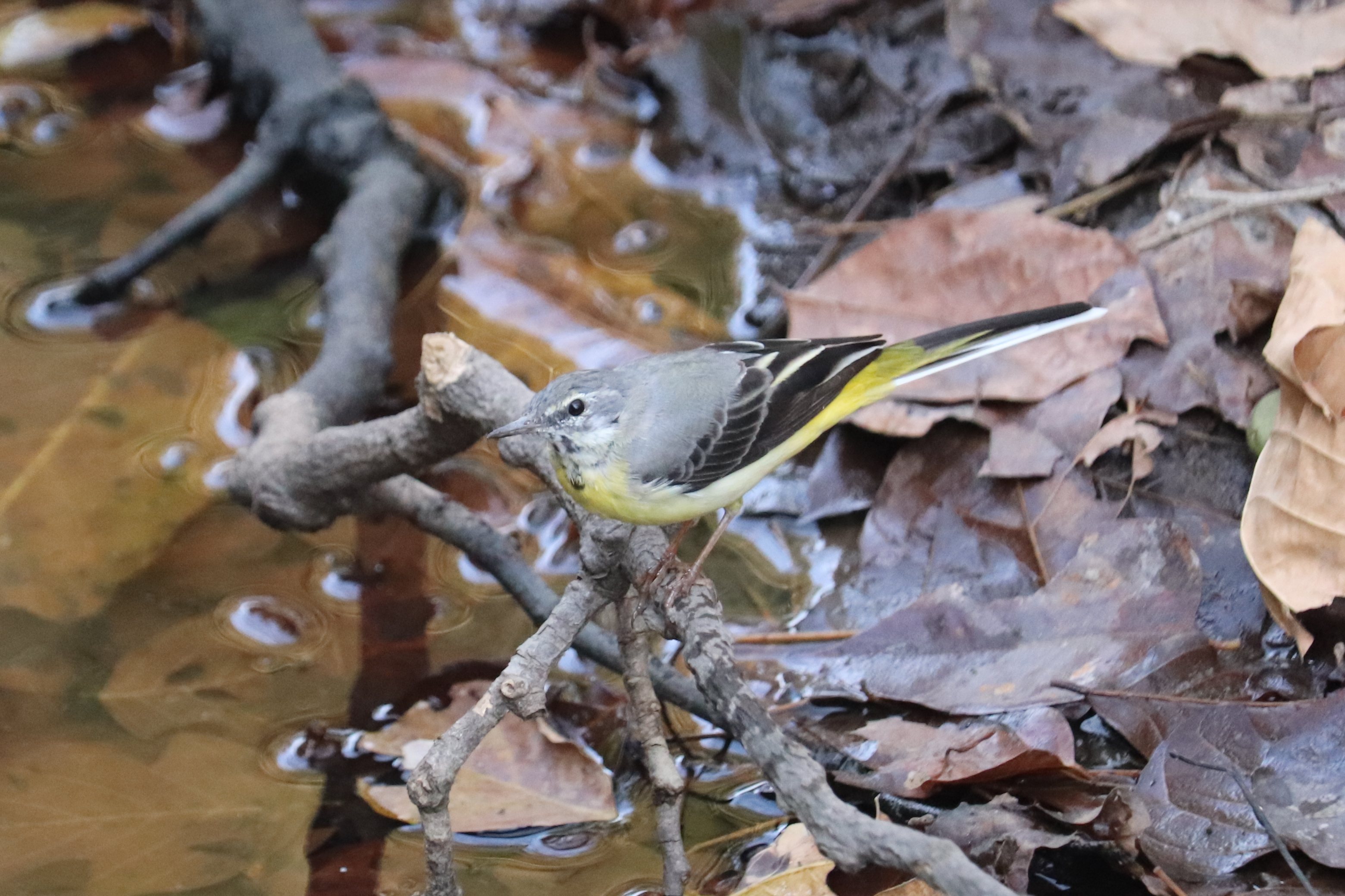 Grey Wagtail